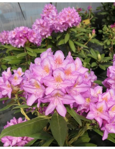 'Becca' - różanecznik wielkokwiatowy
Rhododendron hybridum 'Becca'
('Helsinki University' x 'Blue Bell')