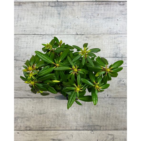 'Becca' - różanecznik wielkokwiatowy
Rhododendron hybridum 'Becca'
('Helsinki University' x 'Blue Bell')