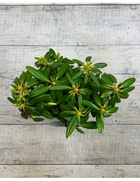 'Becca' - różanecznik wielkokwiatowy
Rhododendron hybridum 'Becca'
('Helsinki University' x 'Blue Bell')