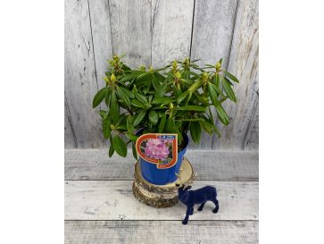 'Becca' - różanecznik wielkokwiatowy
Rhododendron hybridum 'Becca'
('Helsinki University' x 'Blue Bell') 2