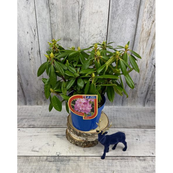 'Becca' - różanecznik wielkokwiatowy
Rhododendron hybridum 'Becca'
('Helsinki University' x 'Blue Bell')