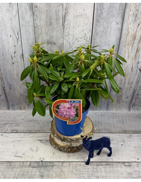 'Becca' - różanecznik wielkokwiatowy
Rhododendron hybridum 'Becca'
('Helsinki University' x 'Blue Bell')