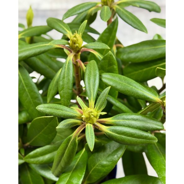 'Becca' - różanecznik wielkokwiatowy
Rhododendron hybridum 'Becca'
('Helsinki University' x 'Blue Bell')