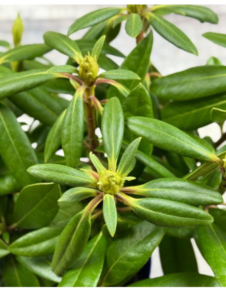 'Becca' - różanecznik wielkokwiatowy
Rhododendron hybridum 'Becca'
('Helsinki University' x 'Blue Bell')