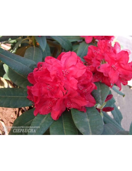 Różanecznik Red Impulse