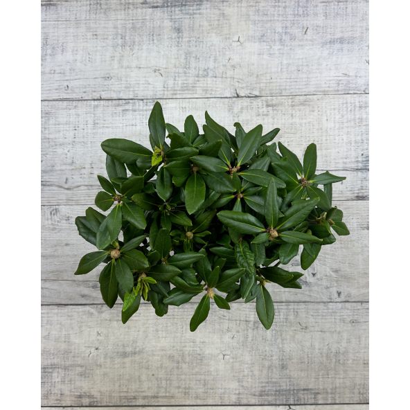 'Hehku' - różanecznik wielkokwiatowy
Rhododendron hybridum 'Hehku'
('Elsie Maria' x 'Böhmen')