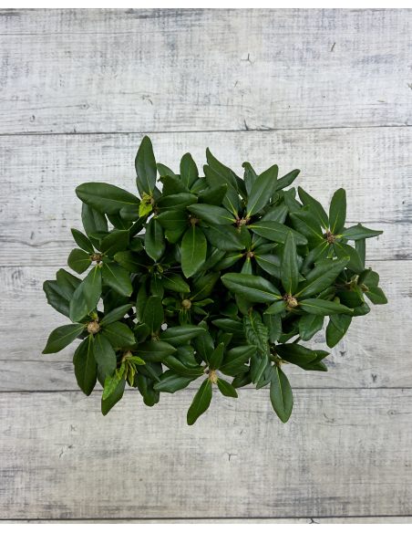 'Hehku' - różanecznik wielkokwiatowy
Rhododendron hybridum 'Hehku'
('Elsie Maria' x 'Böhmen')