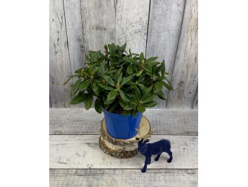 'Hehku' - różanecznik wielkokwiatowy
Rhododendron hybridum 'Hehku'
('Elsie Maria' x 'Böhmen')