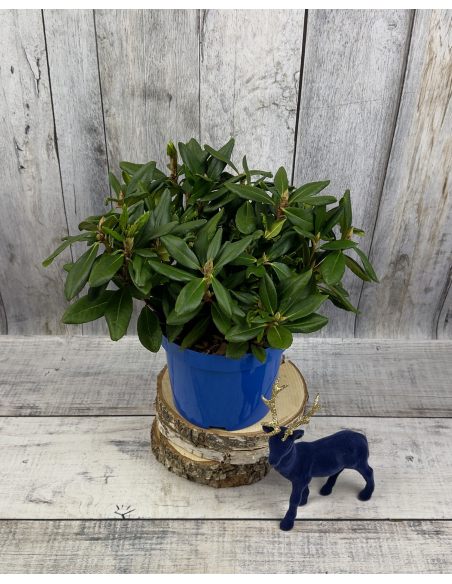 'Hehku' - różanecznik wielkokwiatowy
Rhododendron hybridum 'Hehku'
('Elsie Maria' x 'Böhmen')