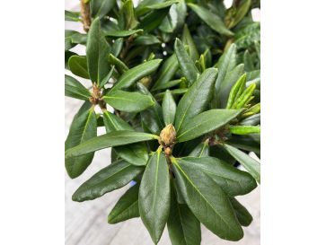 'Hehku' - różanecznik wielkokwiatowy
Rhododendron hybridum 'Hehku'
('Elsie Maria' x 'Böhmen') 2