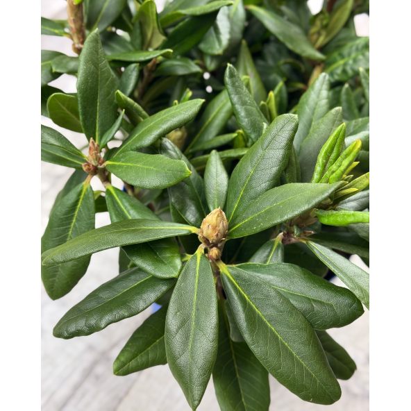 'Hehku' - różanecznik wielkokwiatowy
Rhododendron hybridum 'Hehku'
('Elsie Maria' x 'Böhmen')