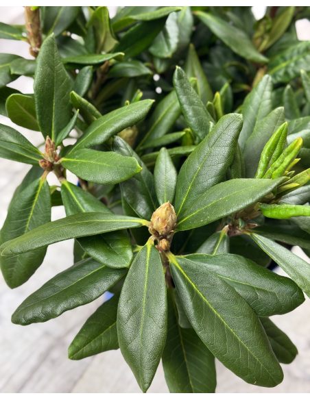 'Hehku' - różanecznik wielkokwiatowy
Rhododendron hybridum 'Hehku'
('Elsie Maria' x 'Böhmen')