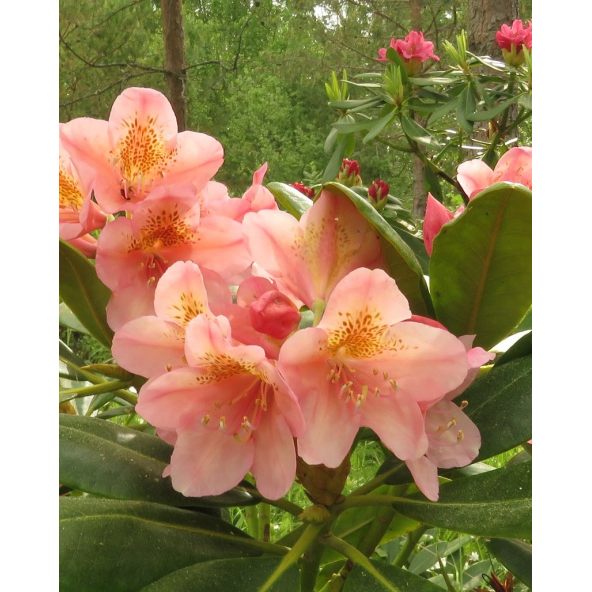 'Merja' - różanecznik wielkokwiatowy
Rhododendron hybridum 'Merja'
('Helsinki University' × 'Böhmen')