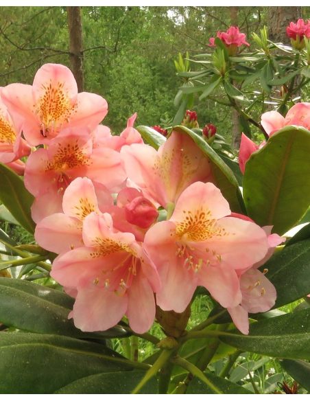 'Merja' - różanecznik wielkokwiatowy
Rhododendron hybridum 'Merja'
('Helsinki University' × 'Böhmen')