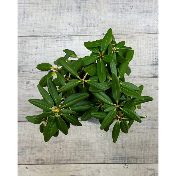 'Merja' - różanecznik wielkokwiatowy
Rhododendron hybridum 'Merja'
('Helsinki University' × 'Böhmen')