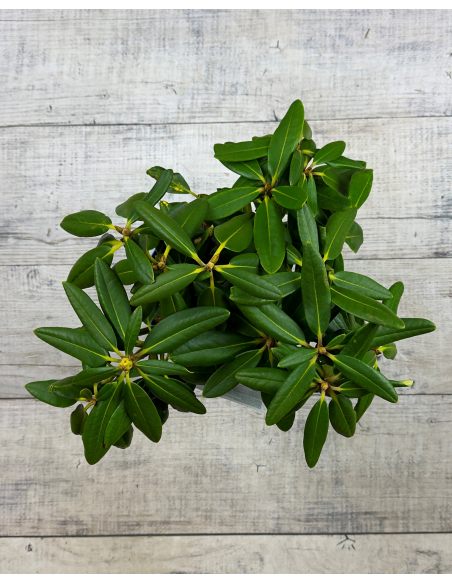 'Merja' - różanecznik wielkokwiatowy
Rhododendron hybridum 'Merja'
('Helsinki University' × 'Böhmen')