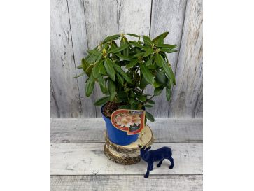 'Merja' - różanecznik wielkokwiatowy
Rhododendron hybridum 'Merja'
('Helsinki University' × 'Böhmen') 2