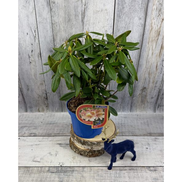 'Merja' - różanecznik wielkokwiatowy
Rhododendron hybridum 'Merja'
('Helsinki University' × 'Böhmen')