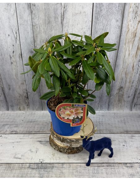 'Merja' - różanecznik wielkokwiatowy
Rhododendron hybridum 'Merja'
('Helsinki University' × 'Böhmen')