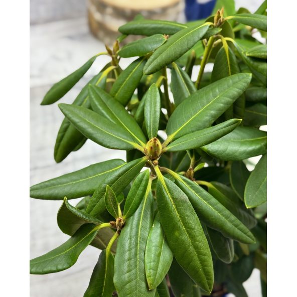 'Merja' - różanecznik wielkokwiatowy
Rhododendron hybridum 'Merja'
('Helsinki University' × 'Böhmen')