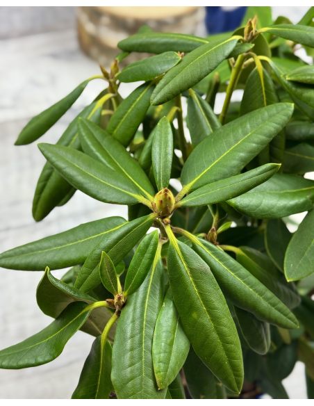 'Merja' - różanecznik wielkokwiatowy
Rhododendron hybridum 'Merja'
('Helsinki University' × 'Böhmen')