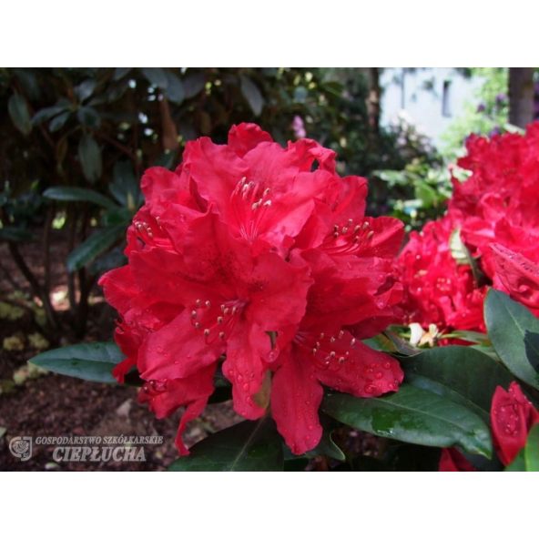 Różanecznik Red Impulse