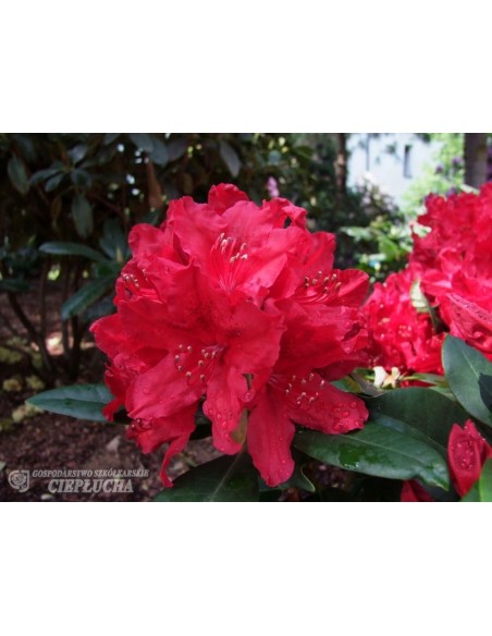 Różanecznik Red Impulse