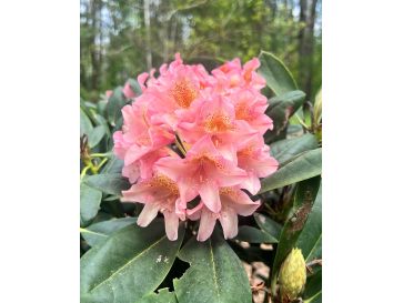 'Merja' - różanecznik wielkokwiatowy
Rhododendron hybridum 'Merja'
('Helsinki University' × 'Böhmen')