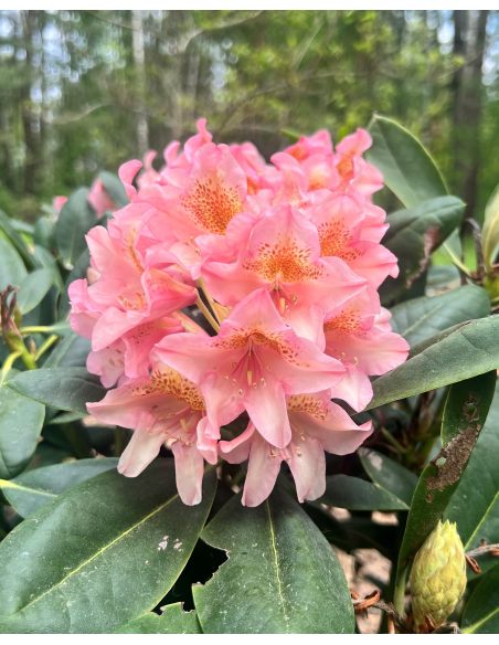 'Merja' - różanecznik wielkokwiatowy
Rhododendron hybridum 'Merja'
('Helsinki University' × 'Böhmen')