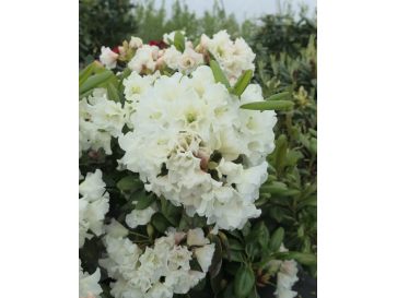 'Nikodemus' - różanecznik wielkokwiatowy
Rhododendron hybridum 'Nikodemus'
[(brachycarpum x aureum) x hybr.]