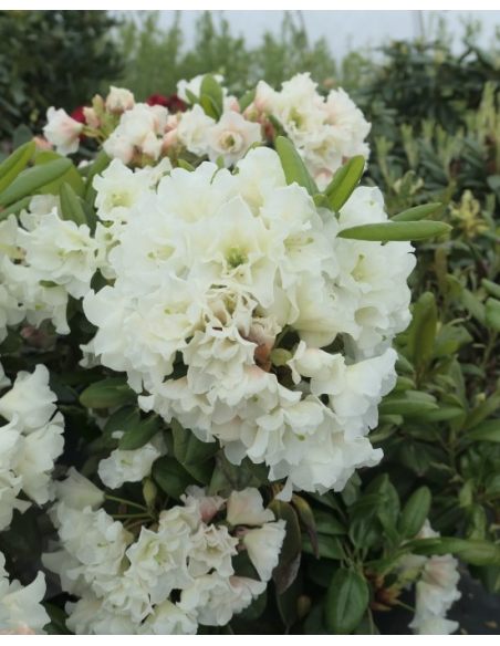 'Nikodemus' - różanecznik wielkokwiatowy
Rhododendron hybridum 'Nikodemus'
[(brachycarpum x aureum) x hybr.]