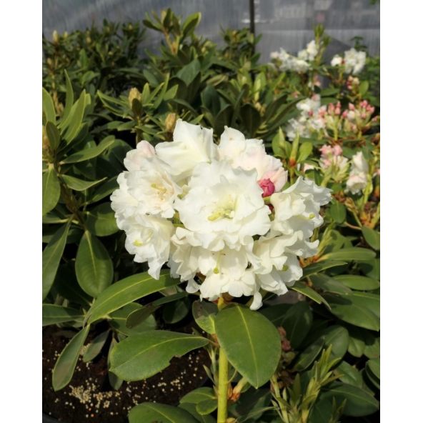 'Nikodemus' - różanecznik wielkokwiatowy
Rhododendron hybridum 'Nikodemus'
[(brachycarpum x aureum) x hybr.]