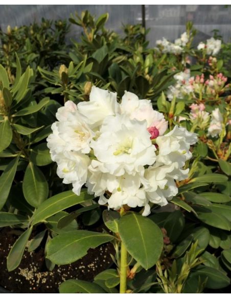 'Nikodemus' - różanecznik wielkokwiatowy
Rhododendron hybridum 'Nikodemus'
[(brachycarpum x aureum) x hybr.]