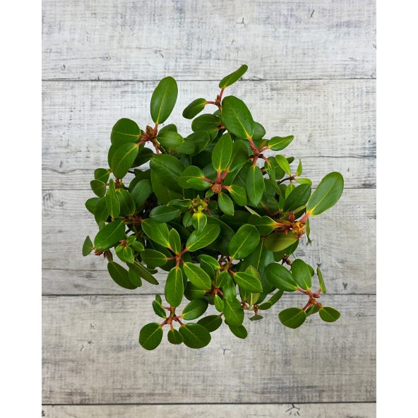 'Nikodemus' - różanecznik wielkokwiatowy
Rhododendron hybridum 'Nikodemus'
[(brachycarpum x aureum) x hybr.]