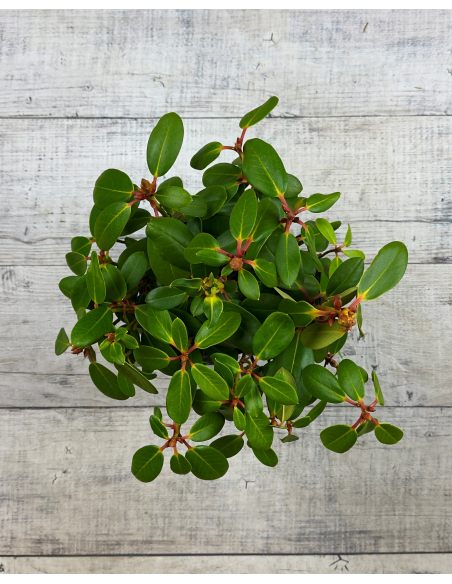 'Nikodemus' - różanecznik wielkokwiatowy
Rhododendron hybridum 'Nikodemus'
[(brachycarpum x aureum) x hybr.]
