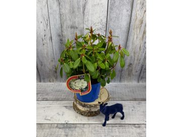 'Nikodemus' - różanecznik wielkokwiatowy
Rhododendron hybridum 'Nikodemus'
[(brachycarpum x aureum) x hybr.] 2