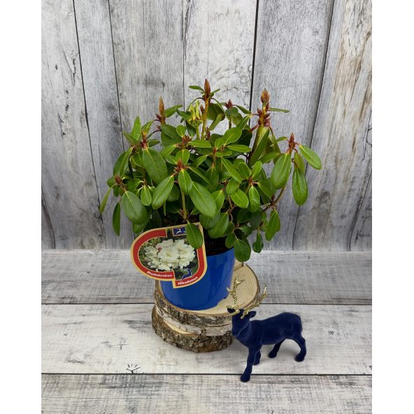 'Nikodemus' - różanecznik wielkokwiatowy
Rhododendron hybridum 'Nikodemus'
[(brachycarpum x aureum) x hybr.]