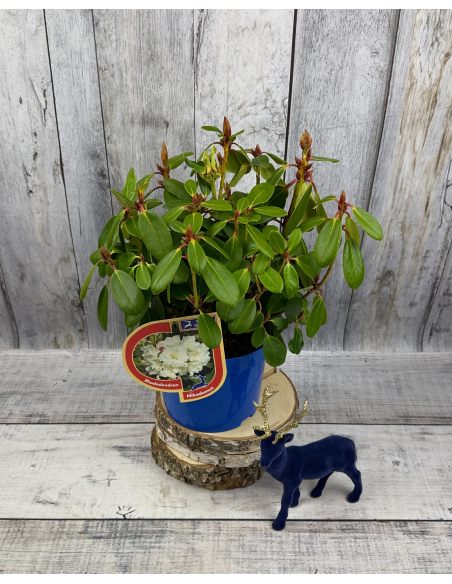 'Nikodemus' - różanecznik wielkokwiatowy
Rhododendron hybridum 'Nikodemus'
[(brachycarpum x aureum) x hybr.]