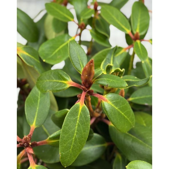 'Nikodemus' - różanecznik wielkokwiatowy
Rhododendron hybridum 'Nikodemus'
[(brachycarpum x aureum) x hybr.]