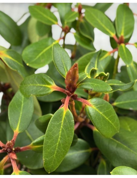 'Nikodemus' - różanecznik wielkokwiatowy
Rhododendron hybridum 'Nikodemus'
[(brachycarpum x aureum) x hybr.]