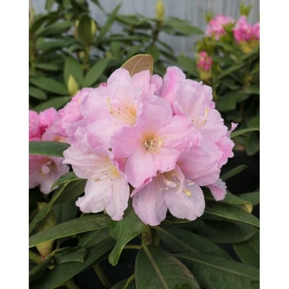 'Ritva' - różanecznik wielkokwiatowy
Rhododendron hybridum 'Ritva'
('Haaga' × campanulatum)