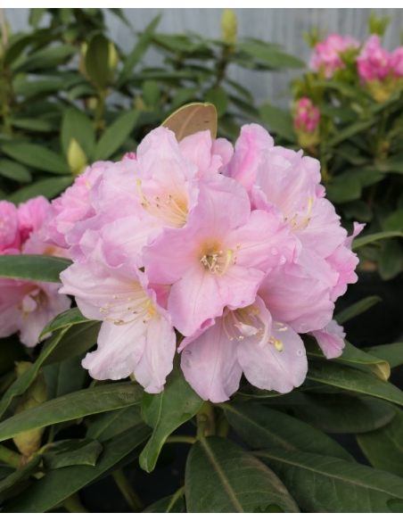 'Ritva' - różanecznik wielkokwiatowy
Rhododendron hybridum 'Ritva'
('Haaga' × campanulatum)