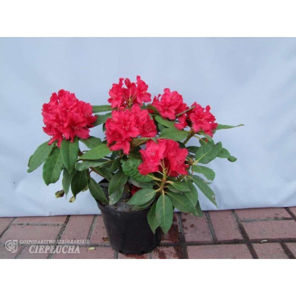 Różanecznik Red Impulse