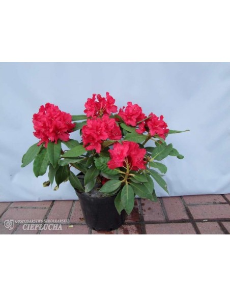 Różanecznik Red Impulse