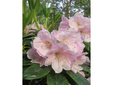 'Ritva' - różanecznik wielkokwiatowy
Rhododendron hybridum 'Ritva'
('Haaga' × campanulatum)