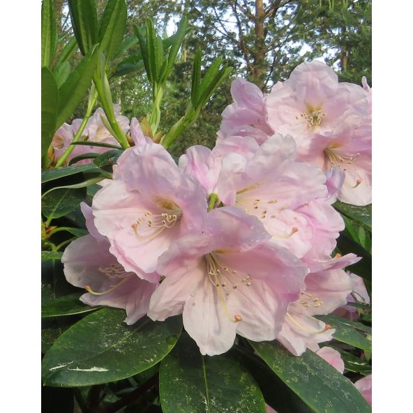 'Ritva' - różanecznik wielkokwiatowy
Rhododendron hybridum 'Ritva'
('Haaga' × campanulatum)