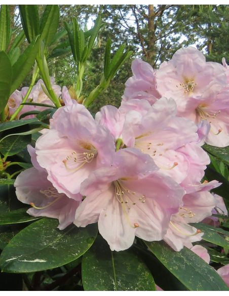 'Ritva' - różanecznik wielkokwiatowy
Rhododendron hybridum 'Ritva'
('Haaga' × campanulatum)