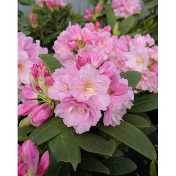 'Ritva' - różanecznik wielkokwiatowy
Rhododendron hybridum 'Ritva'
('Haaga' × campanulatum)