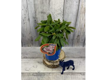 'Ritva' - różanecznik wielkokwiatowy
Rhododendron hybridum 'Ritva'
('Haaga' × campanulatum) 2