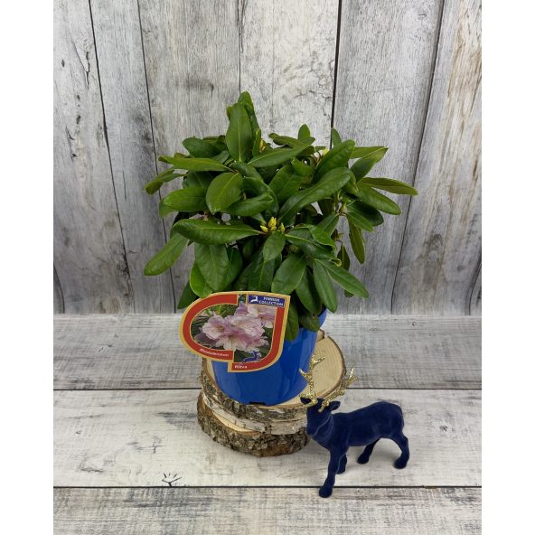 'Ritva' - różanecznik wielkokwiatowy
Rhododendron hybridum 'Ritva'
('Haaga' × campanulatum)